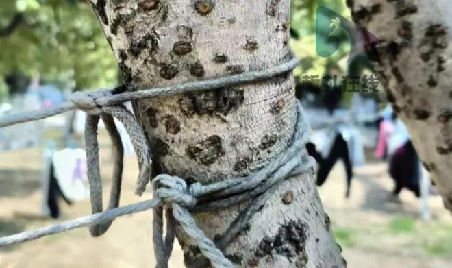 给树解缚 工作人员：感谢学生的无偿行动凯发k8国际登录高校毕业生发帖“悬赏”